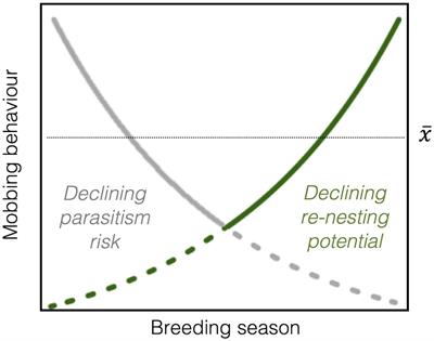 Reed Warbler Hosts Do Not Fine-Tune Mobbing Defenses During the Breeding Season, Even When Cuckoos Are Rare